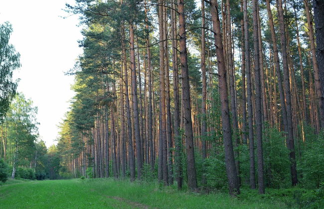 Forest Getaway in Berlin - Foto 26