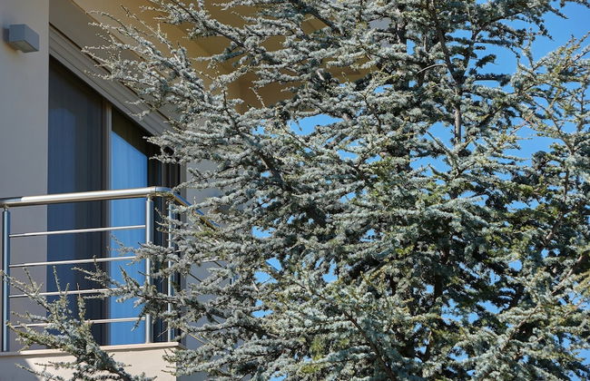 Villa Evergreen - Foto 27
