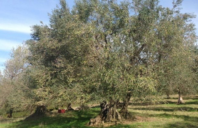 Agriturismo Il Cavone - Foto 13