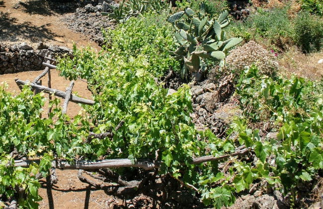 La Casa del Abuelito Julián en El Hierro - Foto 22