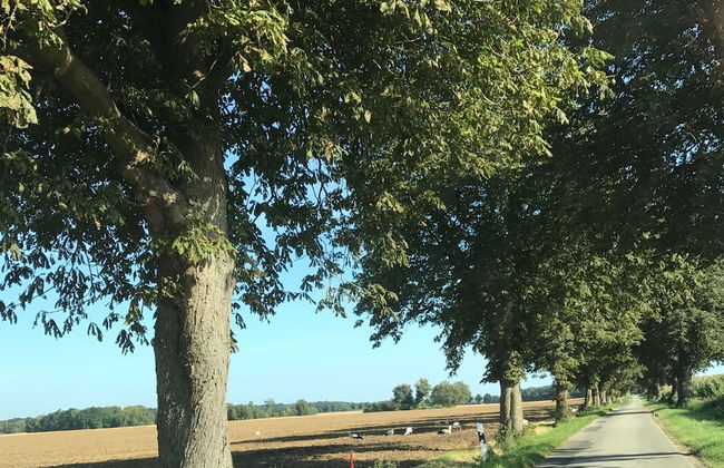 Geraeumige Ferienwohnung in Boddin mit Garten - Photo 17