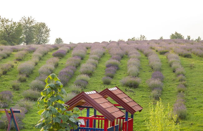 apartmani lavanda - Foto 34