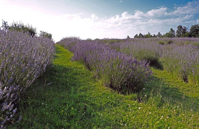 apartmani lavanda - Foto 39