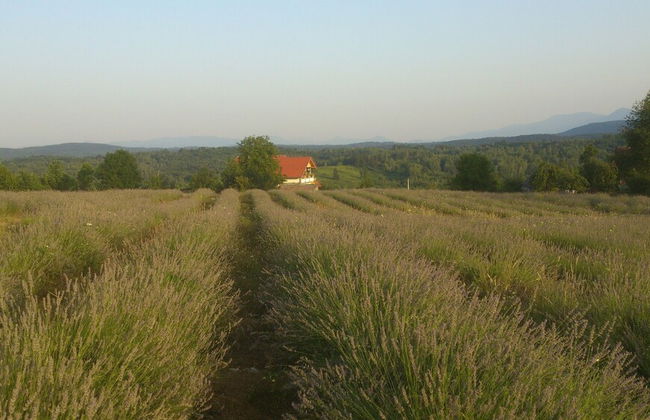apartmani lavanda - Foto 31