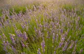 Photo 3 - apartmani lavanda