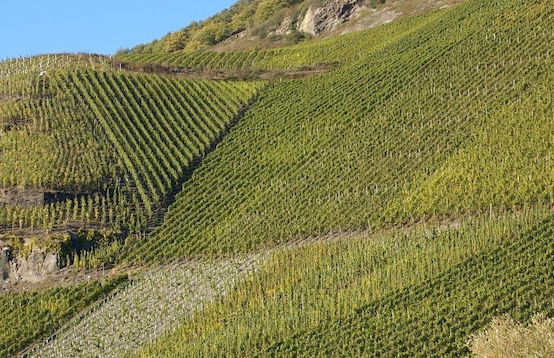 Weinvilla Heinrichshof - Photo 27