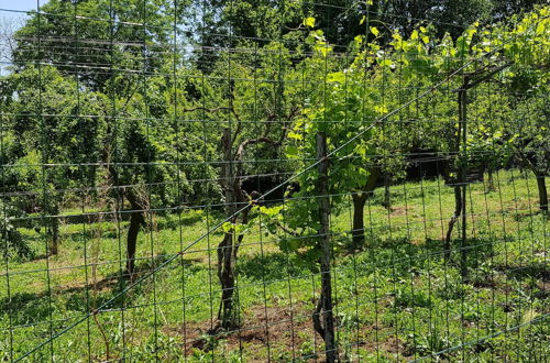 Photo 26 - Fattoria Colle dei Monaci