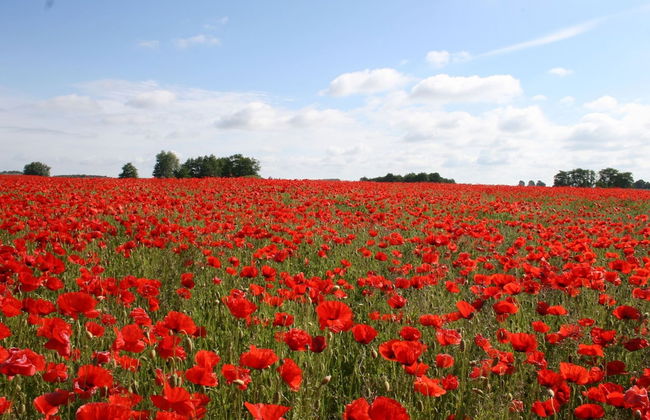 Ferienhaus mit Garten in Graal-muritz - Foto 23