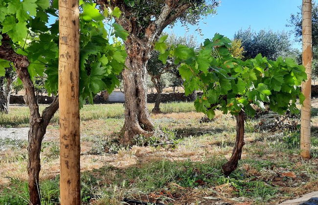 Quinta da Soneca Turismo Rural - Foto 41