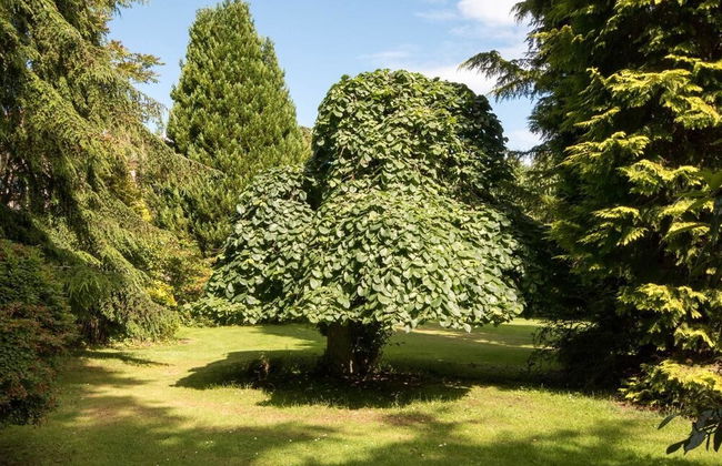 Firlands House - Foto 18
