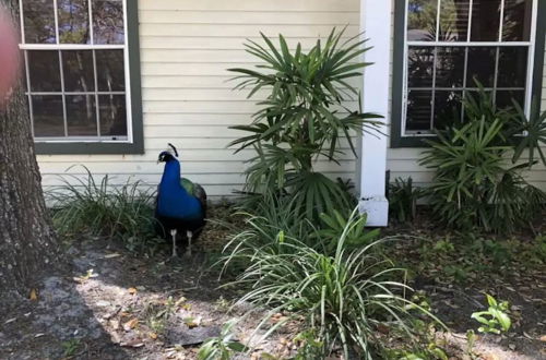 Photo 33 - The Tropical Oaks Villa - Near Disney