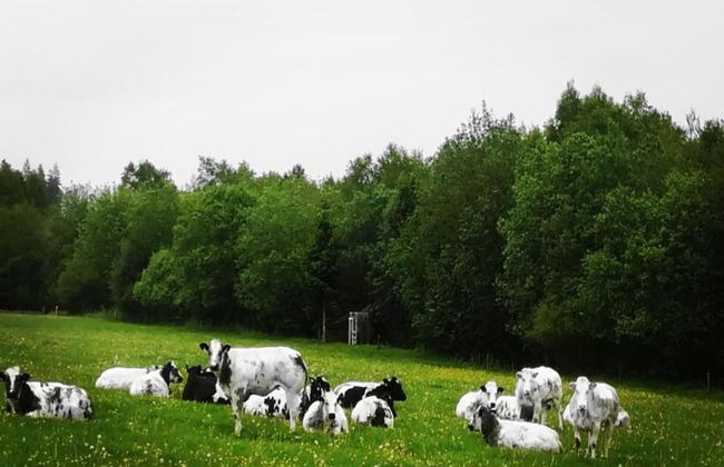 Houffalize Forest View Villa - Foto 38