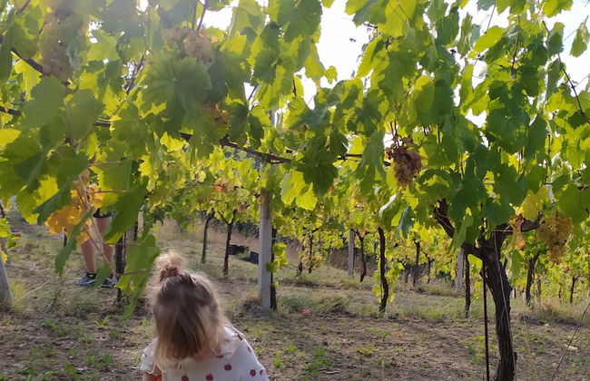 Glamping at an Agriturismo in the Vineyard - Foto 23