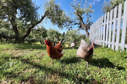 Foto 23 - Glamping at an Agriturismo in the Vineyard