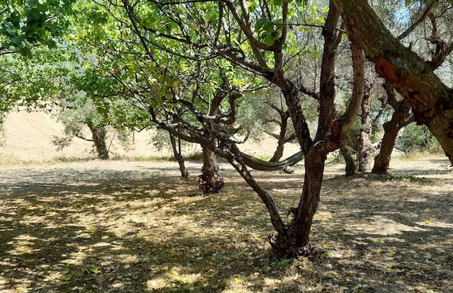 Glamping at an Agriturismo in the Vineyard - Foto 19