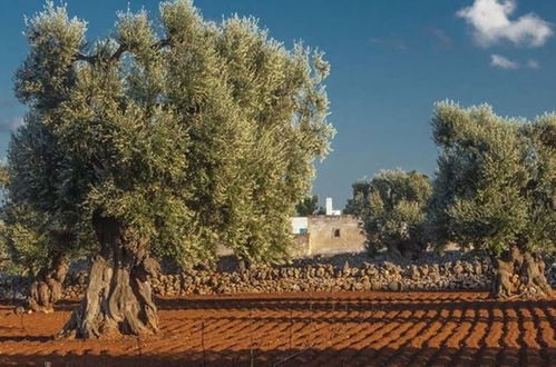 Photo 31 - Masseria Fulcignano