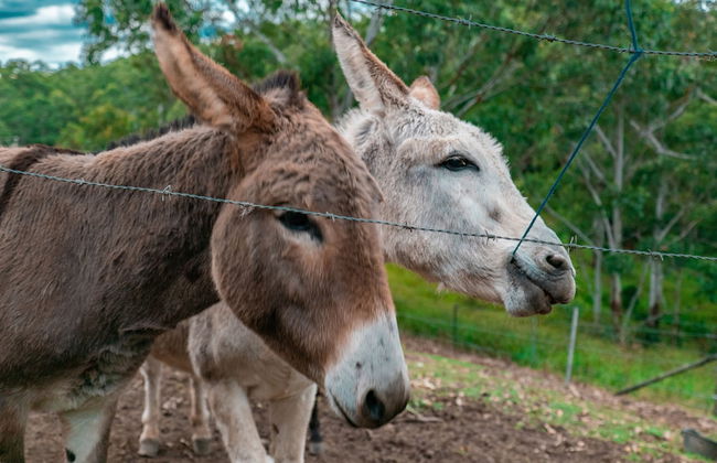 Whispering Valley Cottage Retreat - Foto 57