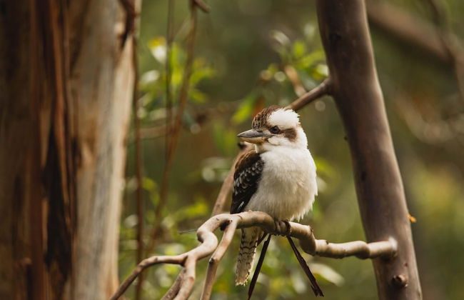 Whispering Valley Cottage Retreat - Foto 48