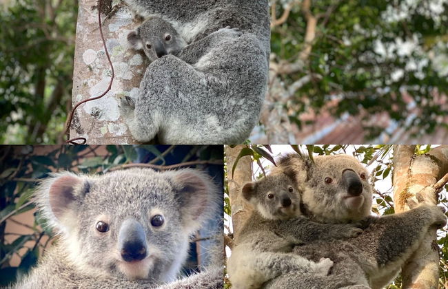 Whispering Valley Cottage Retreat - Foto 46