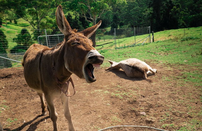 Whispering Valley Cottage Retreat - Foto 56