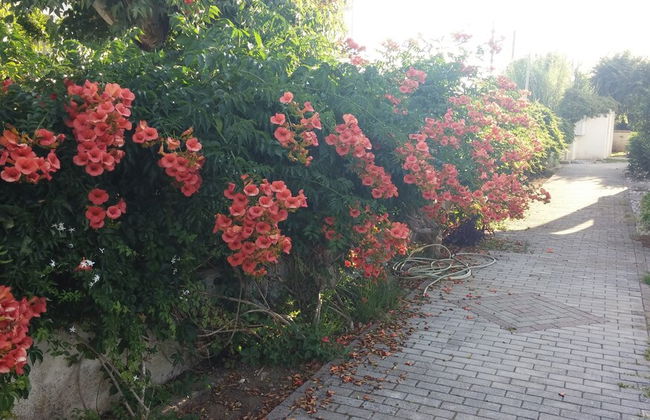 Corfu Anastasia - Foto 13