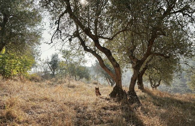 Villa Tosca - Foto 51