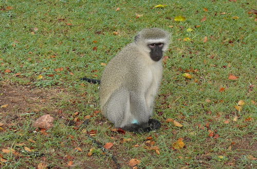 Photo 34 - Amanzimlotzi Riverside Bush Camp