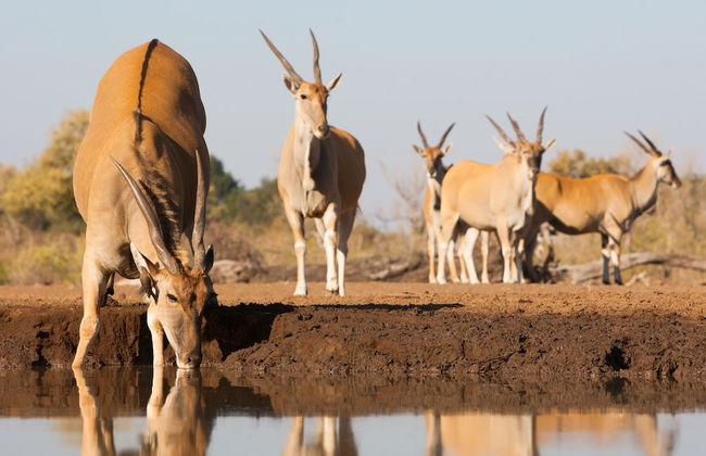Kolokolo Safari Home – Mashatu Game Reserve - Photo 17