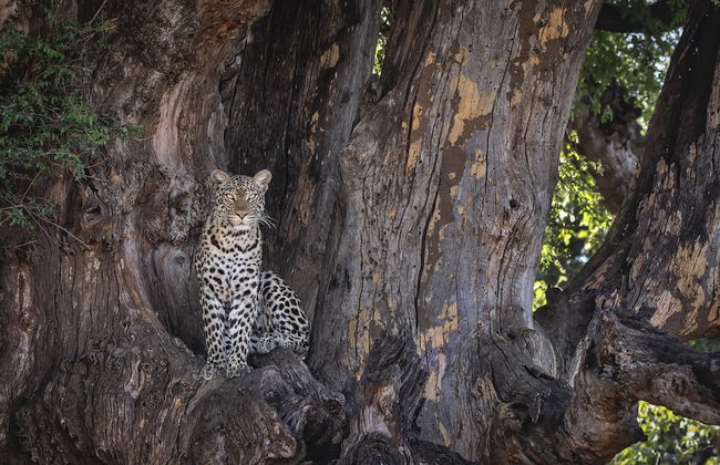 Kolokolo Safari Home – Mashatu Game Reserve - Photo 16