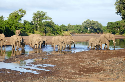 Foto 14 - Kolokolo Safari - Mashatu Game Reserve