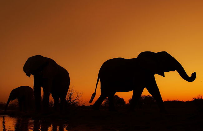 Kolokolo Safari Home – Mashatu Game Reserve - Photo 18