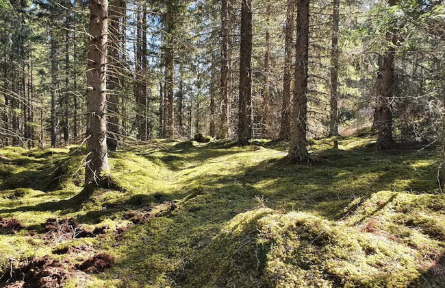 6 Person Holiday Home in Vreta Kloster - Photo 16