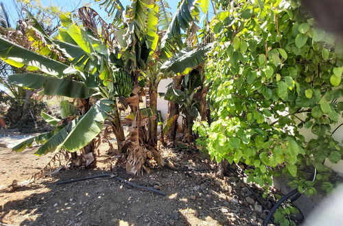 Photo 31 - Finca Paraiso Casa Rural Tenerife