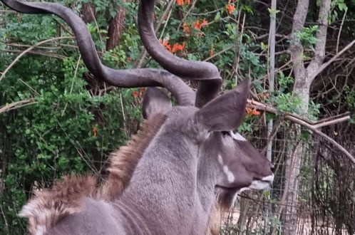 Photo 14 - Klein Huisie Little House Self Catering Africa Bush Vacation In Marloth Park