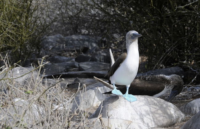 Galapagos and Beyond - Foto 35