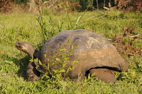 Photo 26 - Galapagos and Beyond