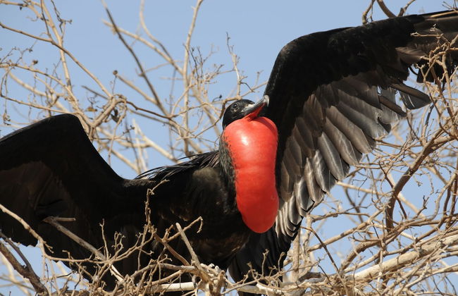 Galapagos and Beyond - Foto 36