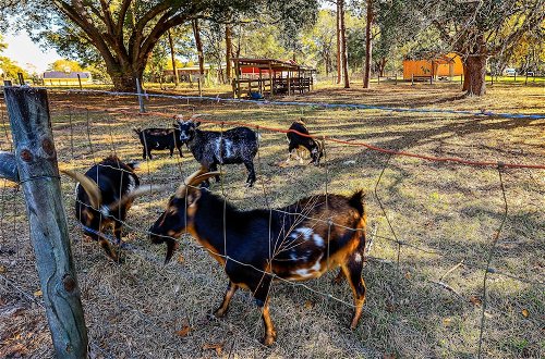Photo 3 - Ocala Vacation Rental on 14-acre Working Farm