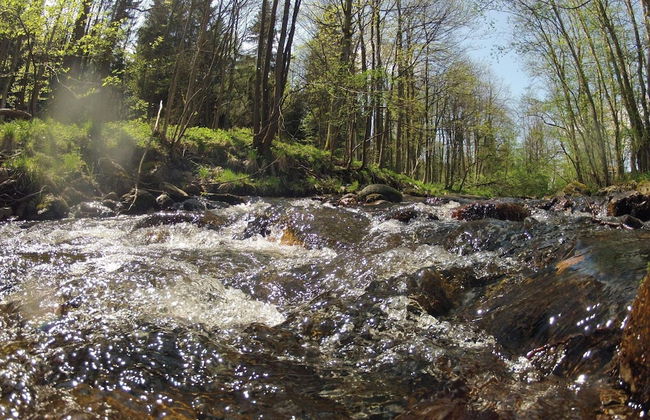Doppelhaushaelfte in Hasselfelde - Foto 31