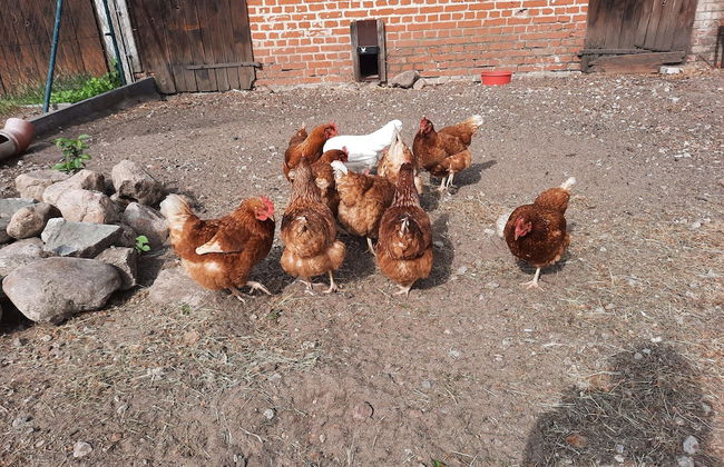 Ferienwohnung 2 am Vilzsee in Mirow - Foto 18