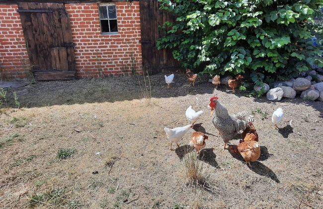 Apartment in Mirow by Lake Vilzsee - Foto 40