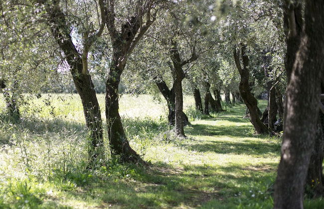 Olimagio - Foto 40