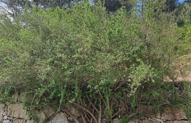 Quinta de Leandres - Foto 42