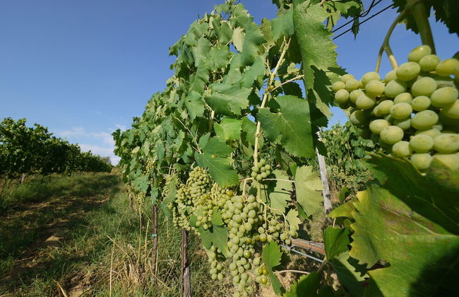 Agriturismo la Prodaia - Photo 57