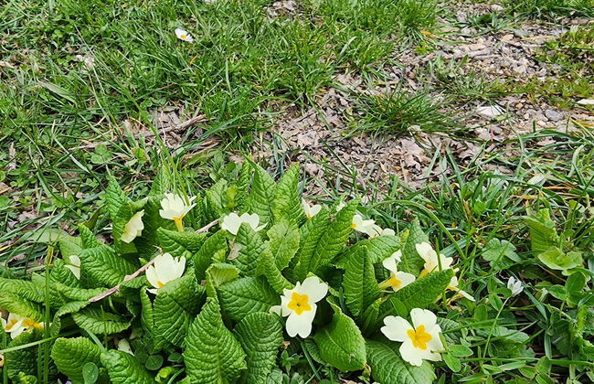 Sefa Konakları - Foto 16