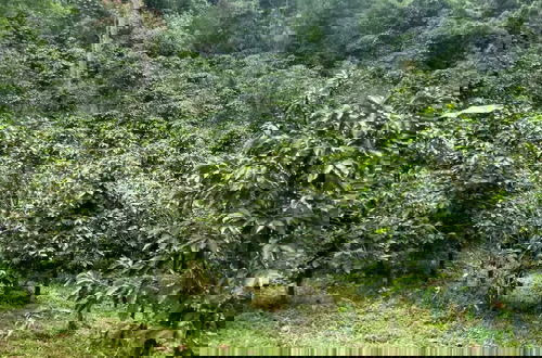 Foto 16 - Bhakti Coffee Farm