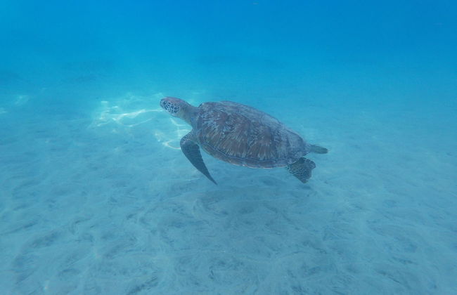 DOMAINE DE MAPOU - Foto 48