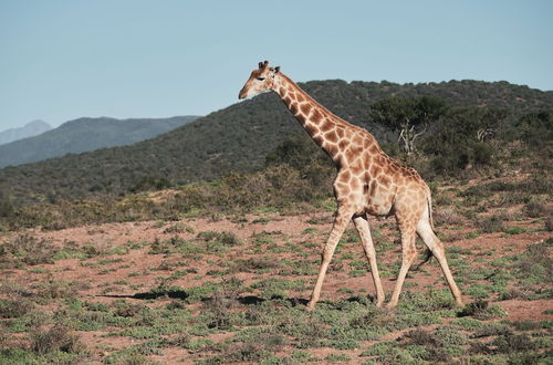 Photo 20 - AfriCamps Klein Karoo