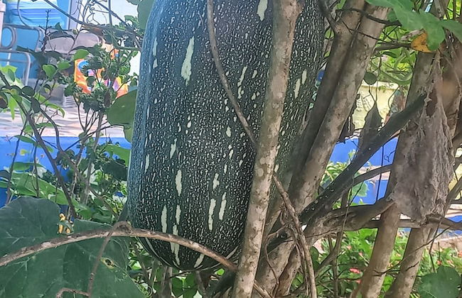 LambLion Holiday Apartments - Foto 19