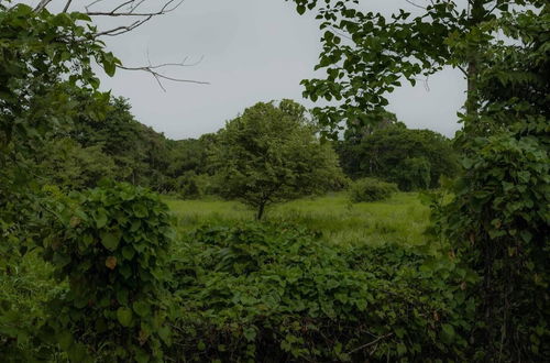 Photo 12 - Surrounded By Trees In Front Of The Sea